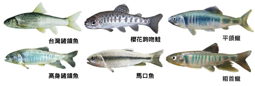 河流生態生物